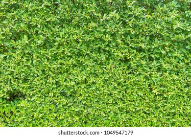 Green Leaves Background Stock Photo (Edit Now) 581103451