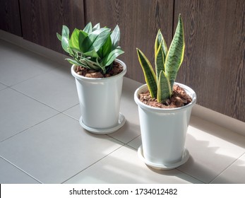 Green leaf, air purifying plants in white plastic pots on tiles floor in the room with sunshine.
