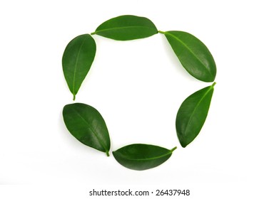 Green leaf arranged in circle shape on white background - Shutterstock ID 26437948