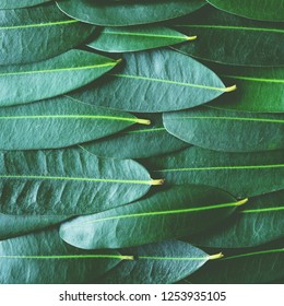 Green leaf arranged into pattern texture background, tropical nature jumgle relaxation wallpaper texture, copy space