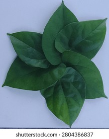 Green leaf arranged in spiral patterns on white background 