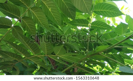 green leaf atacks in spring