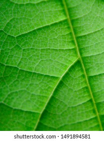 Green Leaf From Avacado Tree