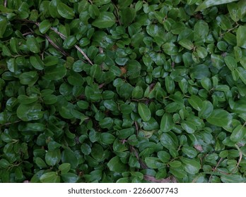 green leaf backdrop for background. fresh green for design. nature background