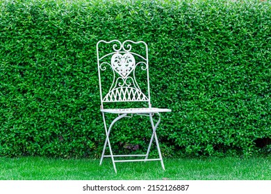 Green Leaf backdrop and the metal chair. Green leaves Privet hedge Ligustrum vulgare background. Liguster (Ligustrum ) texture background. deciduous or semi-evergreen shrub