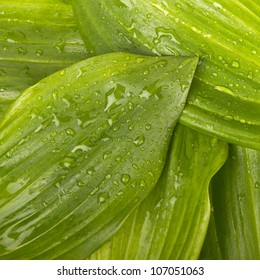 green leaf background