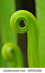 green leaf background