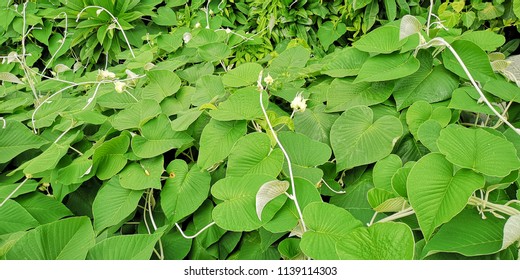 green leaf background