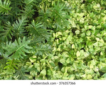 green leaf background