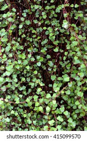 green leaf background