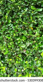 green leaf background - Shutterstock ID 530399308