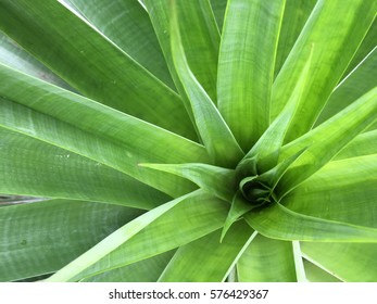 Green leaf background