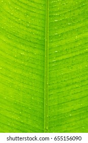 Green leaf background