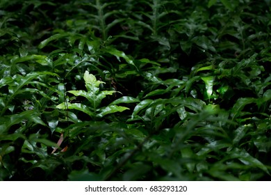 Green leaf for background
