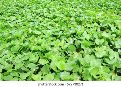 Green leaf background