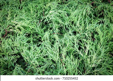 Green leaf background
