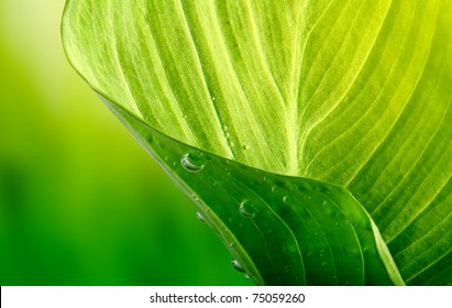 Green Leaf Background