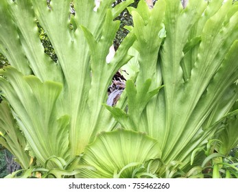 Green Leaf Background