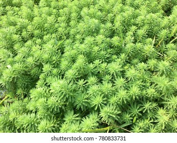 Green leaf background.