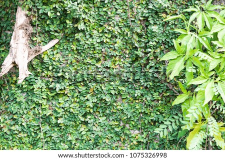 Similar – greenwall Bushes Green