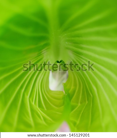 Image, Stock Photo interior life Nature Plant