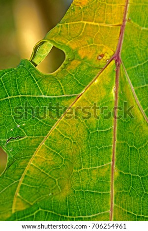 Similar – Foto Bild Blättchen III Natur