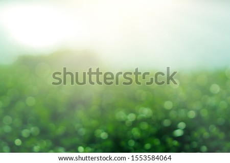 Green Leaf background. Leaf blurred. The bokeh circle from the leaves with light shining through. Concept green world