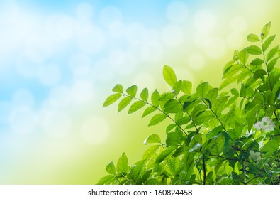 Green Leaf Background With Bokeh