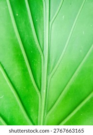 Green leaf background. Background of Green Leaf cell structure - natural texture.﻿ ﻿ Cell Wallpaper. Phone Wallpapers. Background Images. Background Design. Plant Cell Structure. Plant Cell. 