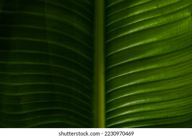 green leaf background close up