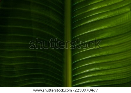 green leaf background close up