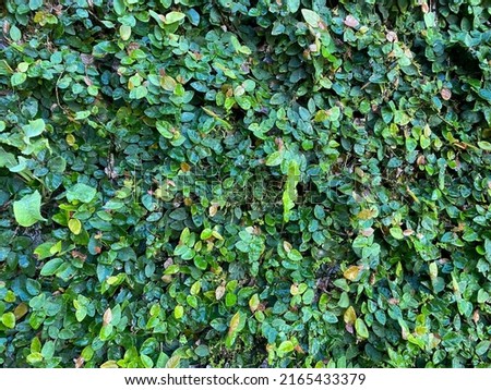 Green leaf background, Closeup evergreen hedgegrow in the garden