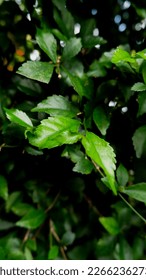 Green leaf background with dark shadow