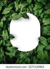 Green leaf background layout with white round corners shape. Nature concept. you can input any text or logo  - Shutterstock ID 2271120861