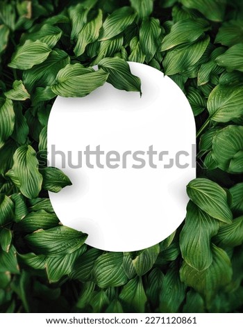 Green leaf background layout with white round corners shape. Nature concept. you can input any text or logo 