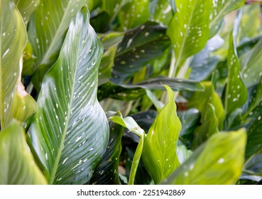 Green Leaf Background Natural Close up : Dieffenbachia picta barraquiniana - Shutterstock ID 2251942869