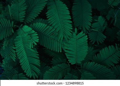 Green leaf background pattern