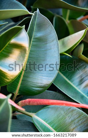 Green leaf background. Picture of green leaf
