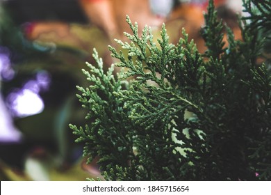 A green leaf background texture.
