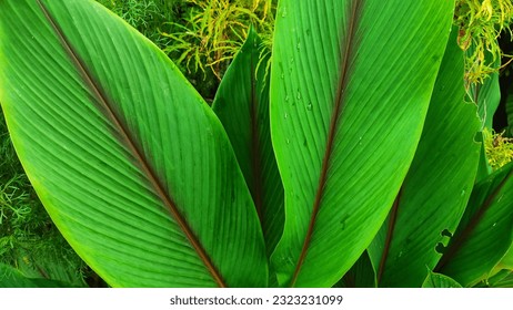 Green leaf background texture. Green background - Shutterstock ID 2323231099