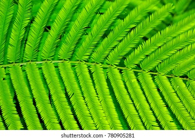 Green leaf background & texture