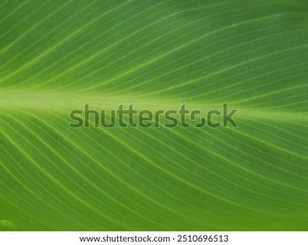 Green leaf background texture. Large leaf with prominent patterns on it