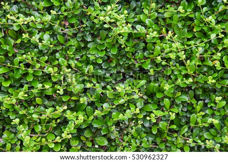Green leaf background, Texture pattern nature.
