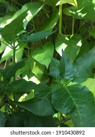 green leaf background or tree background