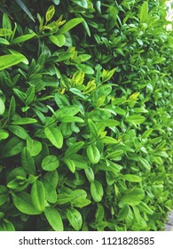 Green Leaf Background Wallpaper