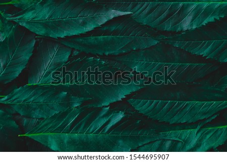 Green leaf background.Abstract green leaves texture and wallpaper,environment.photo concept nature and plant.