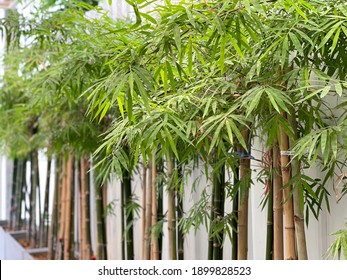 The Green Leaf Bamboo In Garden Of Summer