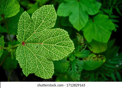                         Green leaf with beautiful pattern                              