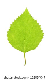 Green Leaf Of A Birch Tree Isolated On White