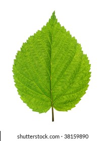 Green Leaf Of Birch Tree Isolated On White